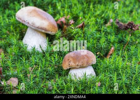 Boletus edulis Pilz in erstaunlichem grünen Moos vom Boden aus gesehen Stockfoto