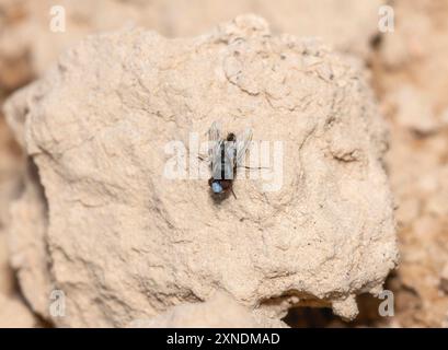 Eine Satellite Fliegen-Unterfamilie Miltogramminae steht auf einer rauen, felsigen Oberfläche in Colorado. Stockfoto