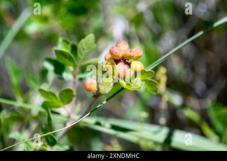 Skunkbush Sumac Rhus trilobata zeigt seine farbenfrohen Früchte in einer natürlichen Umgebung in Colorado Stockfoto