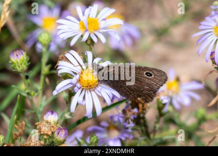 Ein kleiner Wood Nymphe Cercyonis oetus Schmetterling ernährt sich zart von leuchtenden violetten Wildblumen in Colorado. Stockfoto