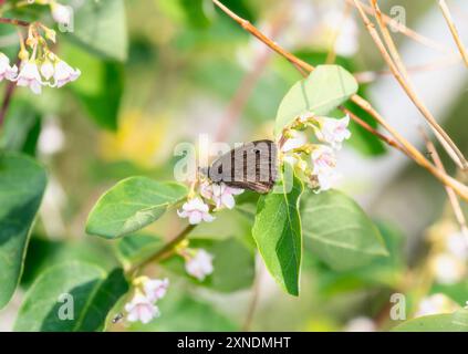 Ein kleiner Wald-Nymphe-Schmetterling Cercyonis oetus; thront auf blühenden Blumen in Colorado. Stockfoto