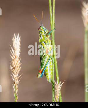Ein farbenfroher Schlangengrasshopper Hesperotettix viridis hält sich an einem schmalen Grasblatt in Colorado. Stockfoto