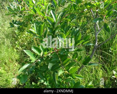 Poison Sumac (Toxicodendron vernix) Plantae Stockfoto