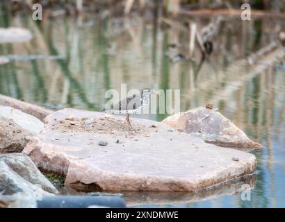 Ein gefleckter Sandpiper Actitis macularius wird entlang der felsigen Küste eines Feuchtgebiets in Colorado beobachtet. Stockfoto
