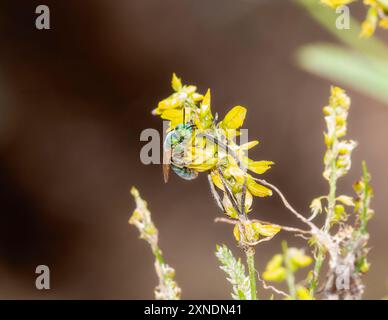 In Colorado sammeln gestreifte Schweißbienen der Gattung Agapostemon Pollen auf hellgelben Blüten. Stockfoto