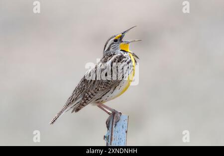 Ein westlicher Meadowlark Sturnella neglecta sitzt auf einem Zaunpfosten und singt seinen melodischen Ruf in Colorado Stockfoto