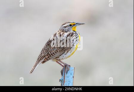 Eine lebhafte westliche Meadowlark thront auf einem verwitterten Holzpfosten Stockfoto