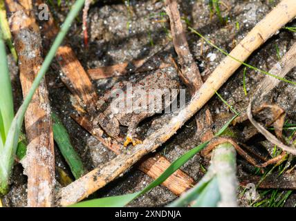 In den Feuchtgebieten von Colorado fügt sich die Kröte Anaxyrus woodhousii in die natürliche Umgebung ein. Stockfoto