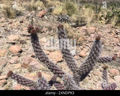 Cane cholla (Cylindropuntia spinosior) Plantae Stockfoto