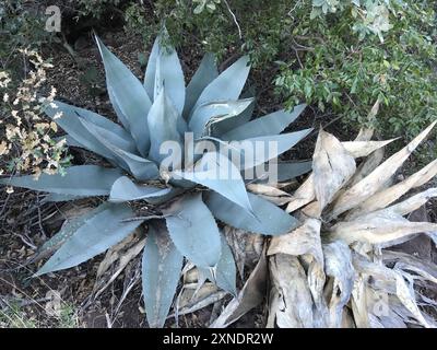 Havard's Century Plant (Agave havardiana) Plantae Stockfoto