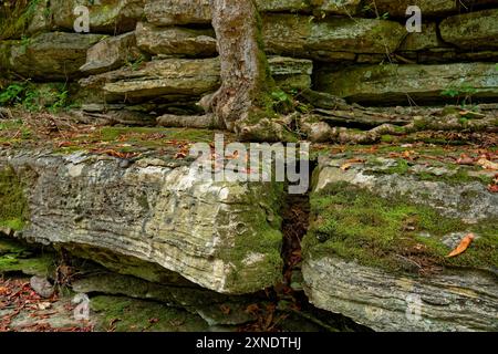 Ein alter Baum mit freiliegenden Wurzeln, der aus gestapelten Felsformationen am Fluss wächst und auf Felsbrocken über der Küste liegt, umgeben von umgestürzten Felsformationen Stockfoto