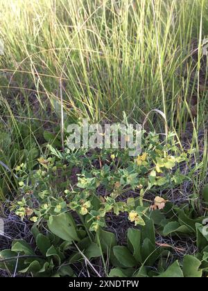 Bergsporne (Euphorbia chamaesula) Plantae Stockfoto