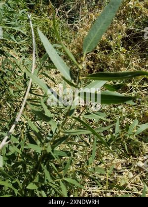 Gooddings Weide (Salix gooddingii) Plantae Stockfoto