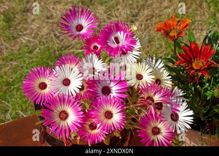 Rosa und weiße Mesembryantheme Livingston Daisies Südafrikanische Blumen in Blüte im Sommergarten wächst im Topf Juli 2024 Wales UK KATHY DEWITT Stockfoto