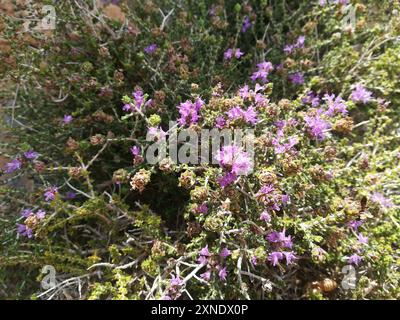 Spanischer Oregano (Thymbra capitata) Plantae Stockfoto