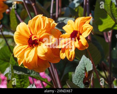 Orange Sumerblüten der tuberösen, halbharten Dahlia „David Howard“ Stockfoto