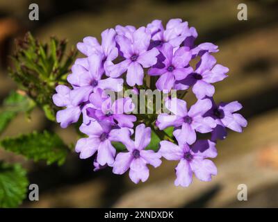Malvenfarbene Sommerblumen im Kopf von Glandularia (Verbena) „La France“, trockentolerante Sommerbeete Stockfoto