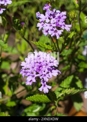 Malvenfarbene Sommerblumen im Kopf von Glandularia (Verbena) „La France“, trockentolerante Sommerbeete Stockfoto