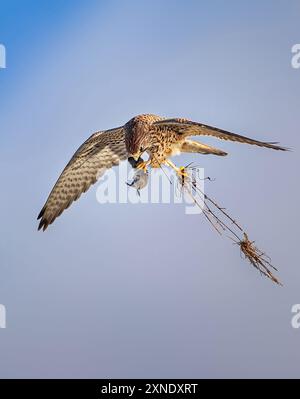 Falco Tinnunkulus fliegt und hat eine Maus in den Klauen, das beste Foto Stockfoto