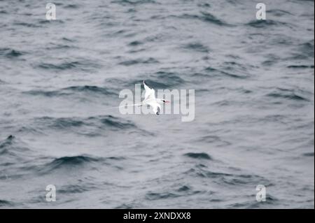 Rotschnabel-Tropikvogel, Rotschnabel-Tropikvogel, Phaéton à bec rouge, Phaethon aethereus, vöröscsőrű trópusimadár, Isla de la Plata, Ecuador Stockfoto