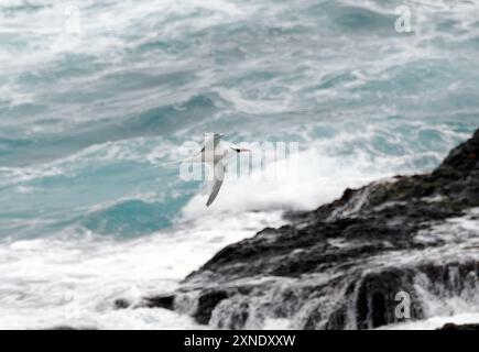 Rotschnabel-Tropikvogel, Rotschnabel-Tropikvogel, Phaéton à bec rouge, Phaethon aethereus, vöröscsőrű trópusimadár, Isla de la Plata, Ecuador Stockfoto