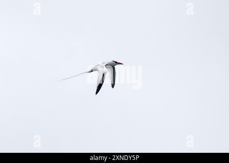 Rotschnabel-Tropikvogel, Rotschnabel-Tropikvogel, Phaéton à bec rouge, Phaethon aethereus, vöröscsőrű trópusimadár, Isla de la Plata, Ecuador Stockfoto