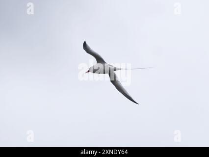 Rotschnabel-Tropikvogel, Rotschnabel-Tropikvogel, Phaéton à bec rouge, Phaethon aethereus, vöröscsőrű trópusimadár, Isla de la Plata, Ecuador Stockfoto