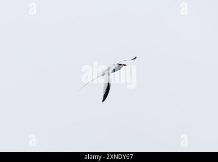 Rotschnabel-Tropikvogel, Rotschnabel-Tropikvogel, Phaéton à bec rouge, Phaethon aethereus, vöröscsőrű trópusimadár, Isla de la Plata, Ecuador Stockfoto