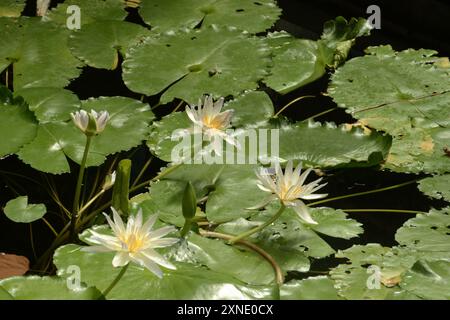 Weißwasserlilien / Nymphaeaceae Stockfoto