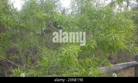 Gooddings Weide (Salix gooddingii) Plantae Stockfoto