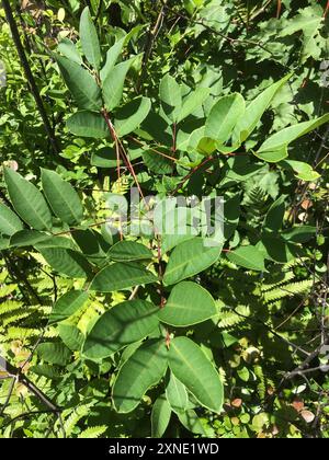 Poison Sumac (Toxicodendron vernix) Plantae Stockfoto