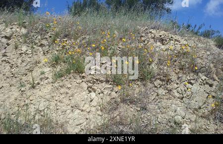 Lindleys Blazingstar (Mentzelia lindleyi) Plantae Stockfoto