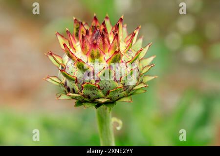 Cardoon Cynara Cardunculus auch als die Artischocke Distel, Physic Garden, Cowbridge, Tal von Glamorgan, South Wales, UK bekannt. Stockfoto