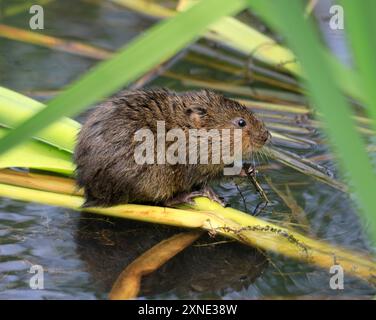 Water Vole Arvicola Amphibius, Cosmeston Lakes and Country Park, Penarth, Vale of Glamorgan, South Wales, Großbritannien. Stockfoto