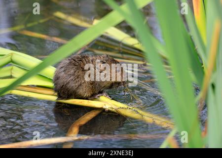 Water Vole Arvicola Amphibius, Cosmeston Lakes and Country Park, Penarth, Vale of Glamorgan, South Wales, Großbritannien. Stockfoto