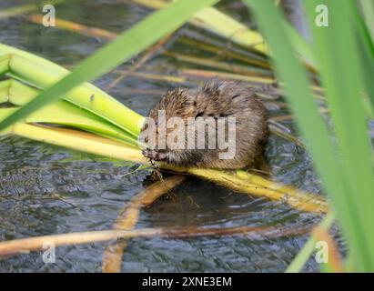 Water Vole Arvicola Amphibius, Cosmeston Lakes and Country Park, Penarth, Vale of Glamorgan, South Wales, Großbritannien. Stockfoto