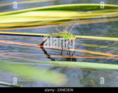 Southern Hawker Libelle Aeshna cyanea, Legen von Eiern, Cosmeston Lakes Country Park, Penarth, Vale of Glamorgan, Südwales. Stockfoto