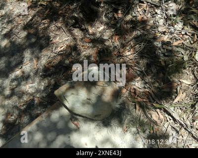 Jacky Dragon (Amphibolurus muricatus) Reptilia Stockfoto