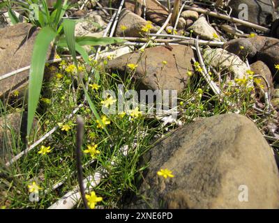 Kriechkraut (Ranunkulus reptans) Plantae Stockfoto