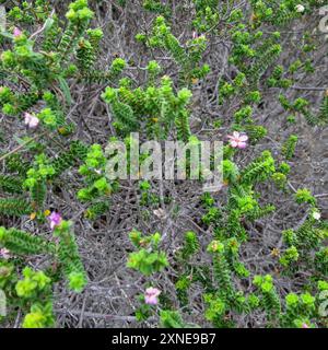 Kalksteinporzellan (Acmadenia heterophylla) Plantae Stockfoto