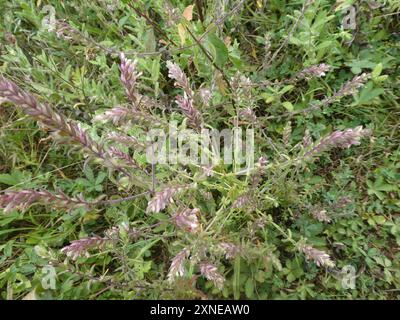 Red Bartsia (Odontites vernus) Plantae Stockfoto