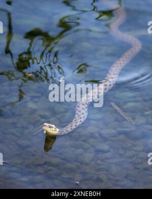 Tessellierte Wasserschlange, die aus dem Wasser schaut. Stockfoto