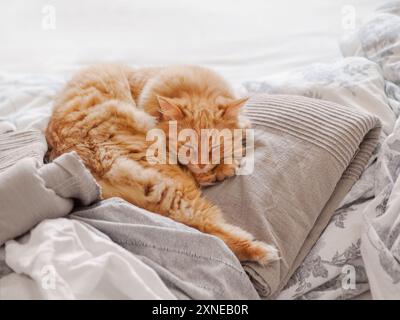 Ingwerkatze schläft auf einem Haufen Textildecken. Flauschiges Haustier ruht sich im Bett aus. Niedliches Haustier liegt bequem auf Decken. Stockfoto