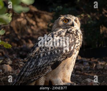 Eurasische Uhu auf Alarm starrt in die Ferne. Stockfoto