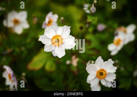 weiße und gelbe Gänseblümchen Stockfoto