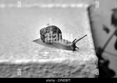 Eine rote Schnecke mit einer Muschel, die nach Regen an einer Betonmauer krabbelt, in Griechenland, in Schwarzweiß Stockfoto