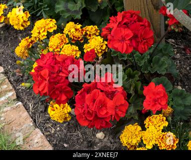 Rote Geranien Stockfoto