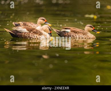 Drei Stellen Billed Ducks, die im See herumlaufen Stockfoto