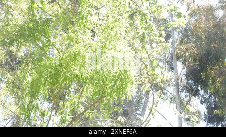 Gooddings Weide (Salix gooddingii) Plantae Stockfoto