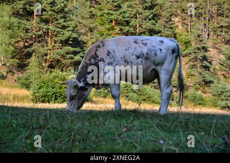 Eine ruhige Szene in Păltiniș, Rumänien, mit Rindern, die friedlich auf einer üppigen, grünen Wiese weiden, umgeben von der malerischen Karpaten-Landschaft. Stockfoto
